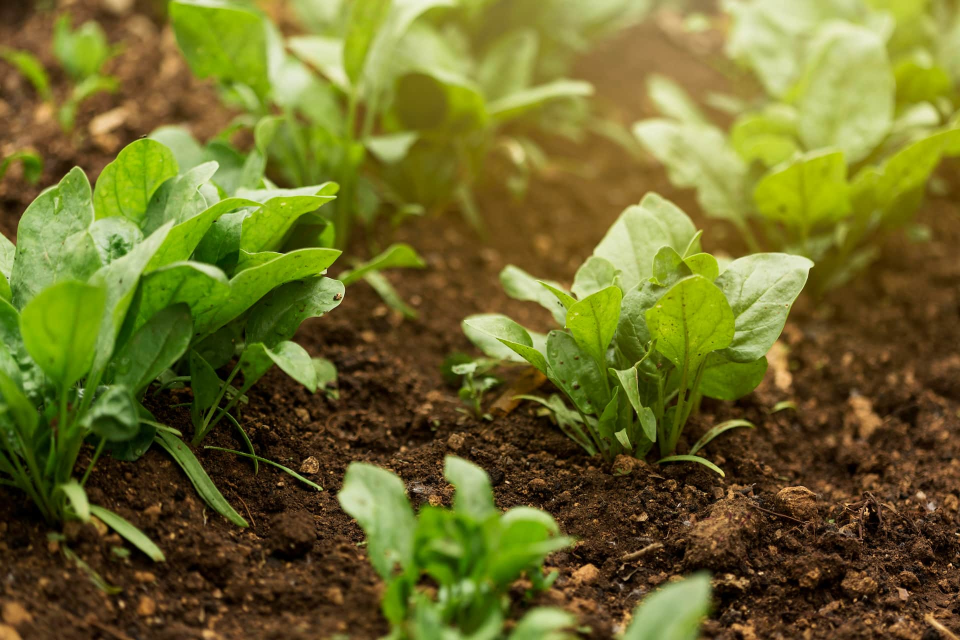 high-angle-plants-with-green-leaves (2)